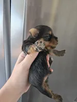 AKC Male Yorkie - TEXT 520-254-7407 , a male Yorkshire Terrier for sale in Casa Grande, AZ – 5 of 8