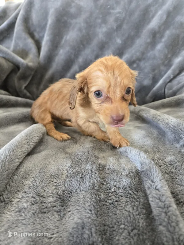 AKC Red Female, TEXT 520-254-7407 – Dachshund puppy for sale in Casa Grande, AZ