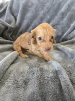 AKC Red Female, TEXT 520-254-7407, a female Dachshund for sale in Casa Grande, AZ – 1 of 10