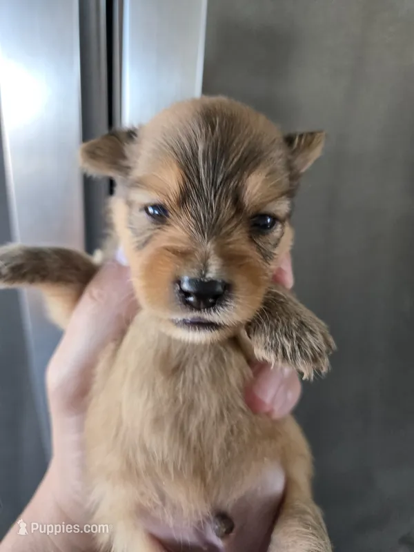 AKC Parents - Yorkie/Pomeranian Mix - TEXT 520-254-7407  – Pomeranian, Yorkshire Terrier puppy for sale in Casa Grande, AZ