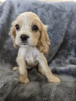 AKC Dora's Buff Girl, TEXT 520-254-7407, a female Cocker Spaniel for sale in Casa Grande, AZ – 4 of 10