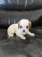 AKC Female, a female Cavalier King Charles Spaniel for sale in Casa Grande, AZ – 9 of 9