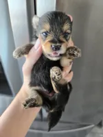 AKC Parents - Yorkie/Pomeranian Mix - TEXT 520-254-7407 , a male Pomeranian and Yorkshire Terrier for sale in Casa Grande, AZ – 3 of 10