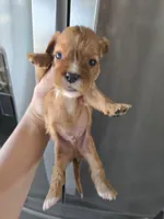 AKC Male, Text 520-254-7407 , a male Cavalier King Charles Spaniel for sale in Casa Grande, AZ – 3 of 10