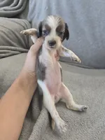 AKC Long Hair Dapple Girl - TEXT 520-254-7407 , a female Dachshund for sale in Casa Grande, AZ – 4 of 10