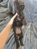 AKC Bisque's Brown Girl, TEXT 520-254-7407, a female Havanese for sale in Casa Grande, AZ – 7 of 10