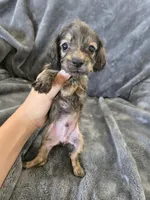AKC Brindle Male, TEXT 520-254-7407, a male Dachshund for sale in Casa Grande, AZ – 4 of 10