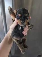 AKC Male Yorkie, White Chest - TEXT 520-254-7407 , a male Yorkshire Terrier for sale in Casa Grande, AZ – 2 of 10