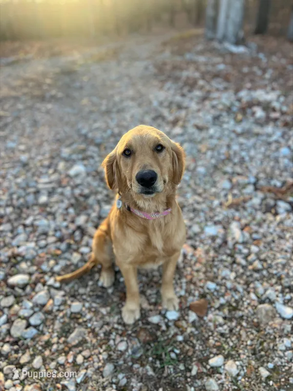 Full AKC Female (Dolly) Text 520-254-7407 – Golden Retriever puppy for sale in Casa Grande, AZ