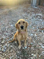 Full AKC Female (Dolly) Text 520-254-7407, a female Golden Retriever for sale in Casa Grande, AZ – 1 of 3