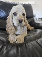 AKC Bella's Light Cocker Girl, a female Cocker Spaniel for sale in Casa Grande, AZ – 5 of 9