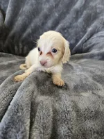 AKC White Male, TEXT 520-254-7407, a male Dachshund for sale in Casa Grande, AZ – 2 of 8