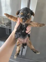 AKC Female - TEXT 520-254-7407 , a female Yorkshire Terrier for sale in Casa Grande, AZ – 2 of 9