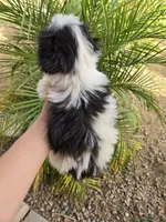 AKC Black & White Female, a female Havanese for sale in Casa Grande, AZ – 9 of 9