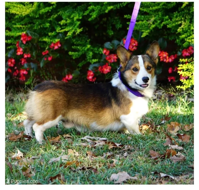 Full AKC Bear  – Pembroke Welsh Corgi puppy for sale in Casa Grande, AZ