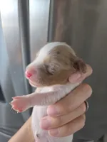 Short Hair Female - TEXT 520-254-7407 , a female Dachshund for sale in Casa Grande, AZ – 8 of 8