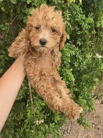 AKC Red Girl, a female Poodle - Miniature  for sale in Casa Grande, AZ – 8 of 9