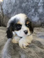 AKC Freckles Light Tri Female, a female Cocker Spaniel for sale in Casa Grande, AZ – Photo 4 of 10