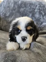 AKC Freckles Light Tri Female, a female Cocker Spaniel for sale in Casa Grande, AZ – Photo 7 of 10