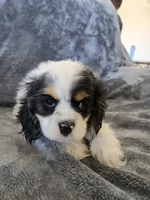 AKC Freckles Light Tri Female, a female Cocker Spaniel for sale in Casa Grande, AZ – Photo 9 of 10