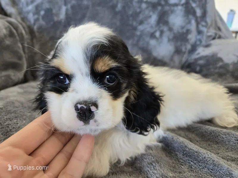 AKC Freckles Light Tri Female – Cocker Spaniel puppy for sale in Casa Grande, AZ