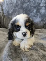 AKC Freckles Light Tri Female, a female Cocker Spaniel for sale in Casa Grande, AZ – Photo 3 of 10