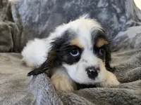 AKC Freckles Light Tri Female, a female Cocker Spaniel for sale in Casa Grande, AZ – Photo 5 of 10