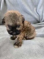 AKC Skye's Boy 2, TEXT 520-254-7407 , a male Havanese for sale in Casa Grande, AZ – 8 of 10
