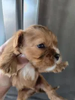 AKC Male, Text 520-254-7407 , a male Cavalier King Charles Spaniel for sale in Casa Grande, AZ – 6 of 10