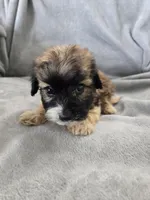 AKC Skye's Boy 3, TEXT 520-254-7407 , a male Havanese for sale in Casa Grande, AZ – 3 of 10