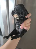 AKC Dora's Black Girl, a male Cocker Spaniel for sale in Casa Grande, AZ – 3 of 9