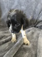 AKC Female - TEXT 520-254-7407 , a female Cocker Spaniel for sale in Casa Grande, AZ – 8 of 8