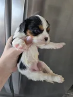 AKC Female - TEXT 520-254-7407 , a female Cavalier King Charles Spaniel for sale in Casa Grande, AZ – 3 of 9