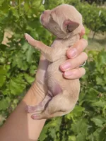 AKC Chloe's Boy, a male Golden Retriever for sale in Casa Grande, AZ – Photo 6 of 7