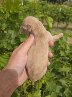 AKC Chloe's Boy, a male Golden Retriever for sale in Casa Grande, AZ – Photo 2 of 7