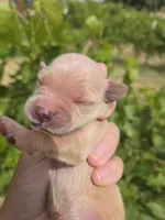AKC Chloe's Boy, a male Golden Retriever for sale in Casa Grande, AZ – Photo 7 of 7