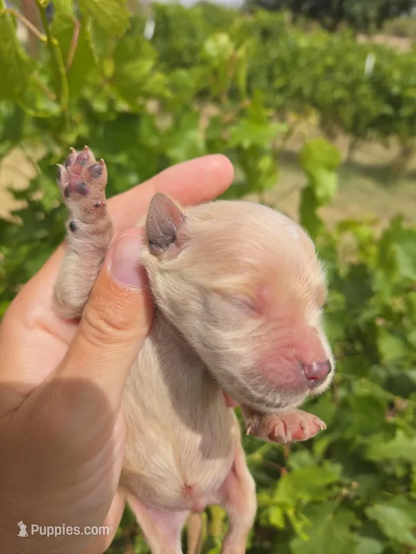 AKC Chloe's Boy – Golden Retriever puppy for sale in Casa Grande, AZ