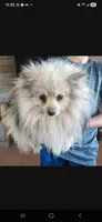 AKC Parents - Yorkie/Pomeranian Mix - TEXT 520-254-7407 , a female Pomeranian and Yorkshire Terrier for sale in Casa Grande, AZ – 8 of 9