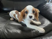 AKC Male, TEXT 520-254-7407, a male Cavalier King Charles Spaniel for sale in Casa Grande, AZ – 2 of 10