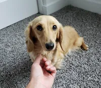 AKC Red Female, TEXT 520-254-7407, a female Dachshund for sale in Casa Grande, AZ – 10 of 10