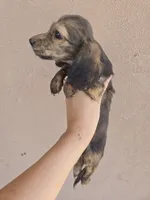 AKC Star's Brindle Female, TEXT 520-254-7407, a female Dachshund for sale in Casa Grande, AZ – 5 of 8