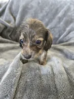 AKC Brindle Male, TEXT 520-254-7407, a male Dachshund for sale in Casa Grande, AZ – 6 of 10