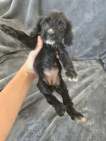 AKC Dora's Black Girl, White Nose, TEXT 520-254-7407, a female Cocker Spaniel for sale in Casa Grande, AZ – 2 of 10