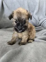 AKC Skye's Boy 4, TEXT 520-254-7407 , a male Havanese for sale in Casa Grande, AZ – 3 of 10