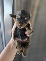 AKC Male Yorkie - TEXT 520-254-7407 , a male Yorkshire Terrier for sale in Casa Grande, AZ – 1 of 8
