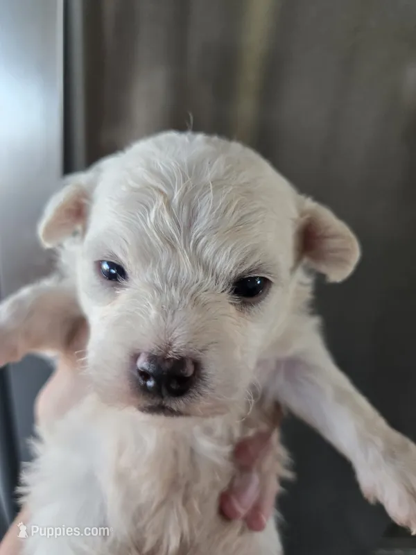 AKC Male Bichon - TEXT 520-254-7407  – Bichon Frise puppy for sale in Casa Grande, AZ