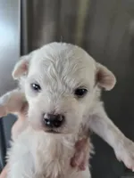 AKC Male Bichon - TEXT 520-254-7407 , a male Bichon Frise for sale in Casa Grande, AZ – 1 of 8