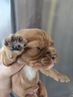 AKC Ruby Male - TEXT 520-254-7407, a male Cavalier King Charles Spaniel for sale in Casa Grande, AZ – 2 of 9