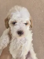 AKC Female, a female Poodle - Toy  for sale in Casa Grande, AZ – 5 of 8