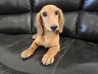 AKC Brittney's Boy, TEXT 520-254-7407, a male Dachshund for sale in Casa Grande, AZ – 2 of 8
